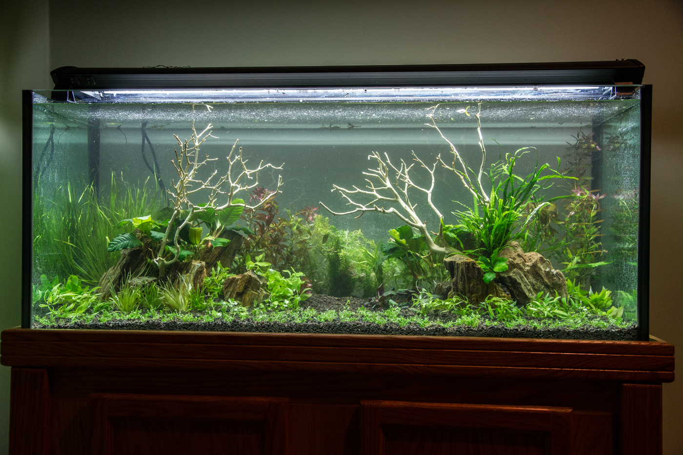 Voila! The tank is filled and the water is nice and clear. This photo was taken right after filling. You can see that I haven't even set up the filtration on the tank at this point. I still have to plant the small area where the dish was, but other than that, the tank is done!