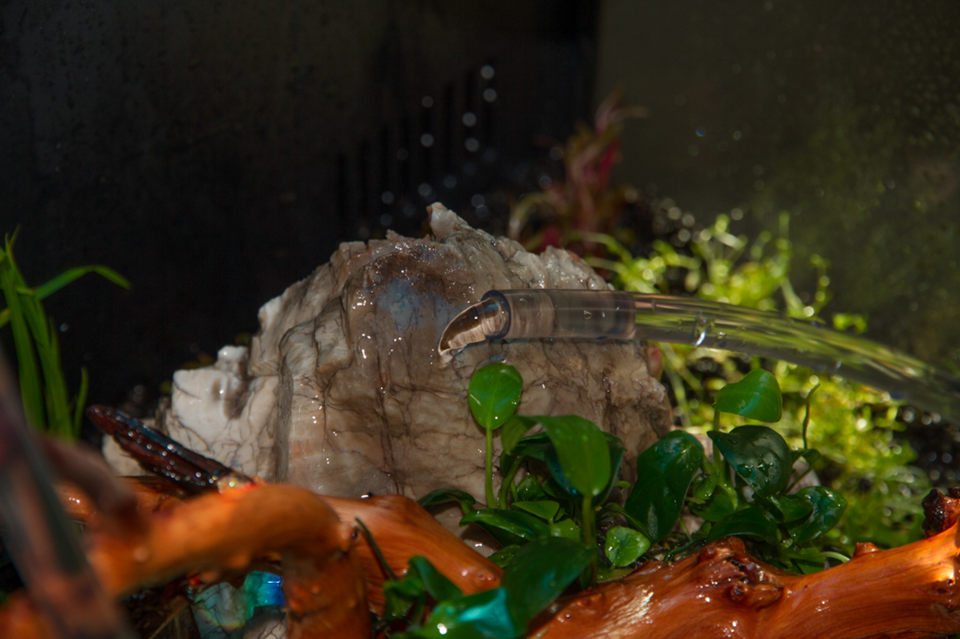 I made sure that the water flowed gently over the rock before hitting the substrate.