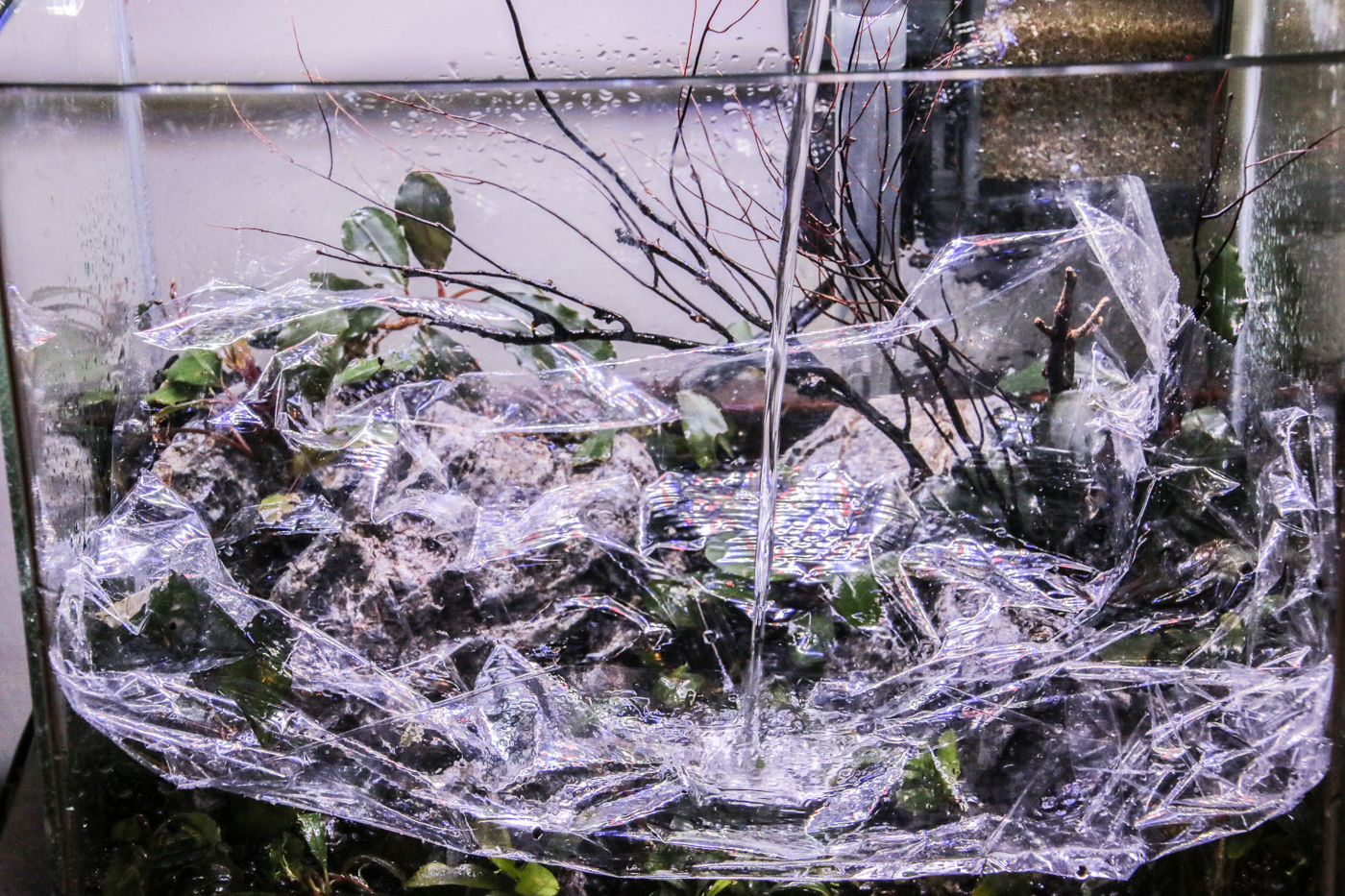 Then slowly fill the tank by pouring right onto the plastic wrap. I use a watering pot for house plants to fill these little tank. The watering pot makes it easy to control the flow.