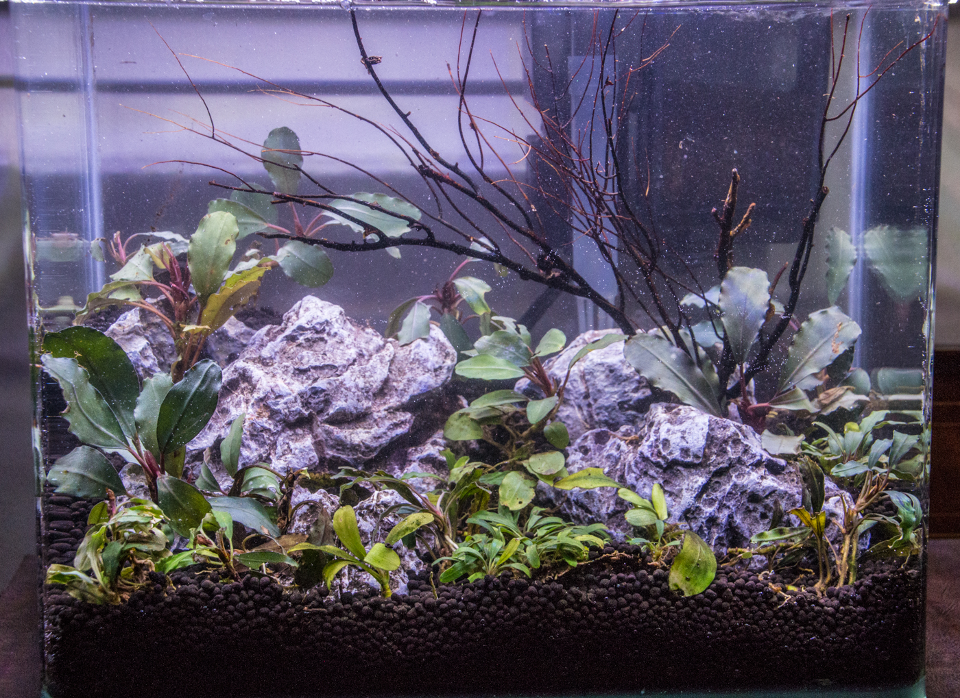 And there you are with another nice, clean tank!