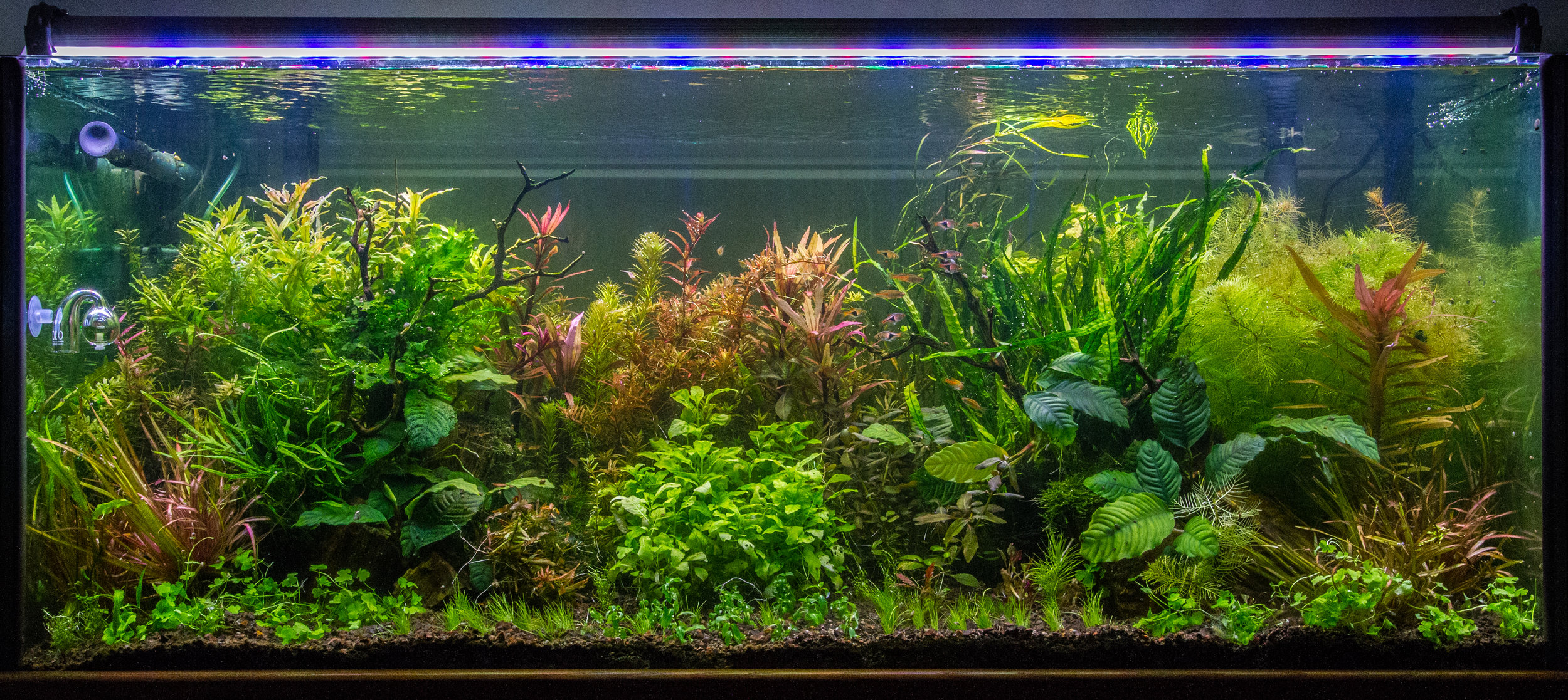 How to Your Tank Without Making a Mess! — Sunken Gardens