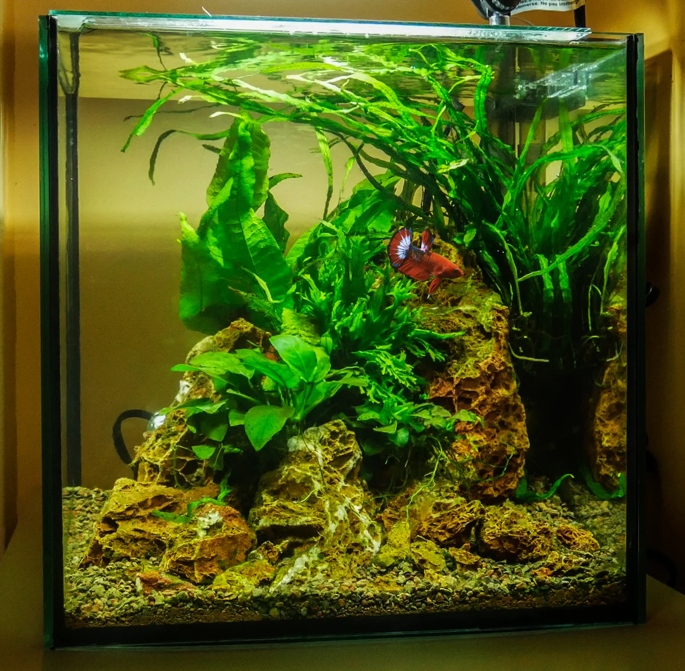 How to Make a Glass Cover for your Rimless Nano Tank — Sunken Gardens