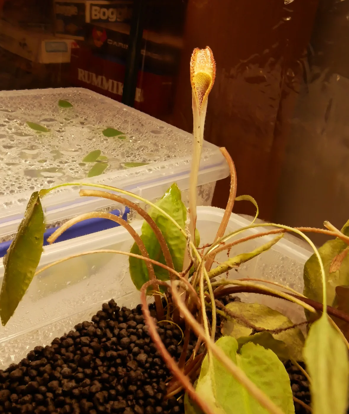 Grow Out Racks for Emersed Aquatic Plants — Sunken Gardens