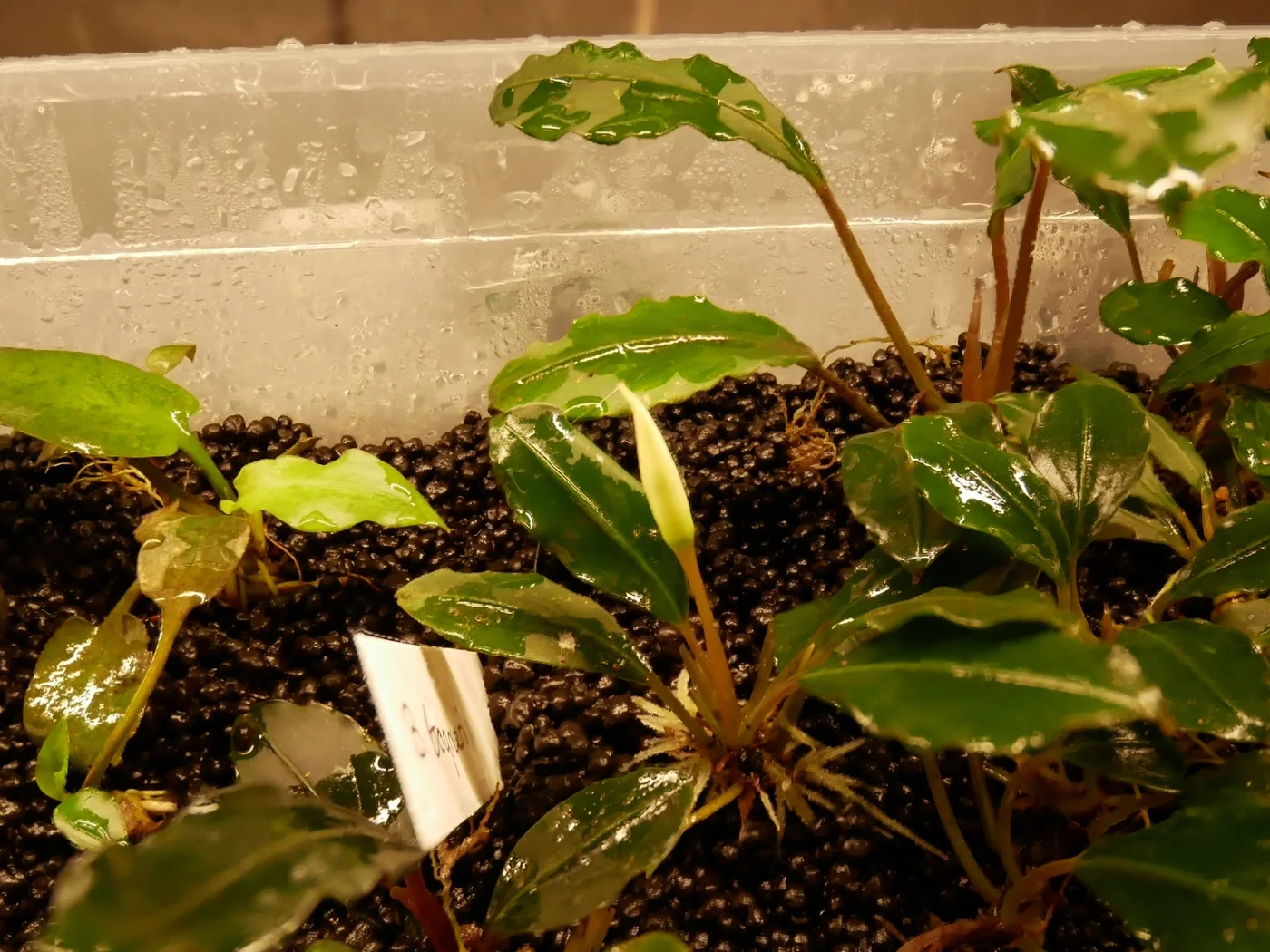 Grow Out Racks for Emersed Aquatic Plants — Sunken Gardens