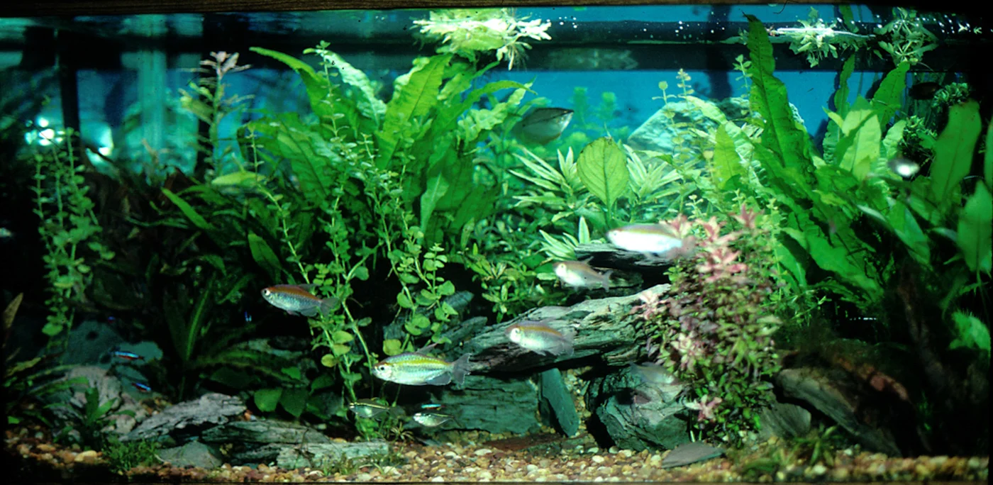 A (very) old tank, with large Java fern ‘planted’ in the heavy gravel substrate. There was nothing with any nutritional content in this substrate other than some mulm(which I dutifully sucked out fairly often) You can see, in this setting, the Java ferns are faring better than the plants that would do better with more nutrients in their substrate!