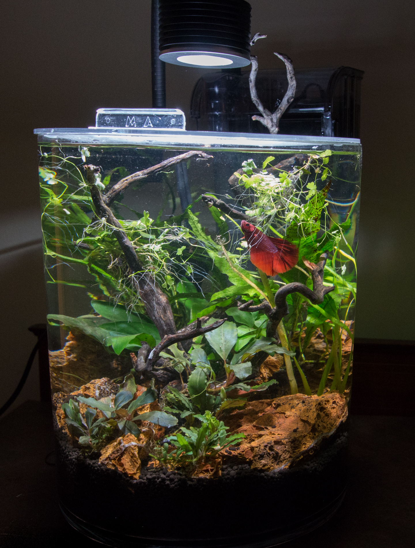 2019 01 14 Cylinder Betta (2 of 9).jpg