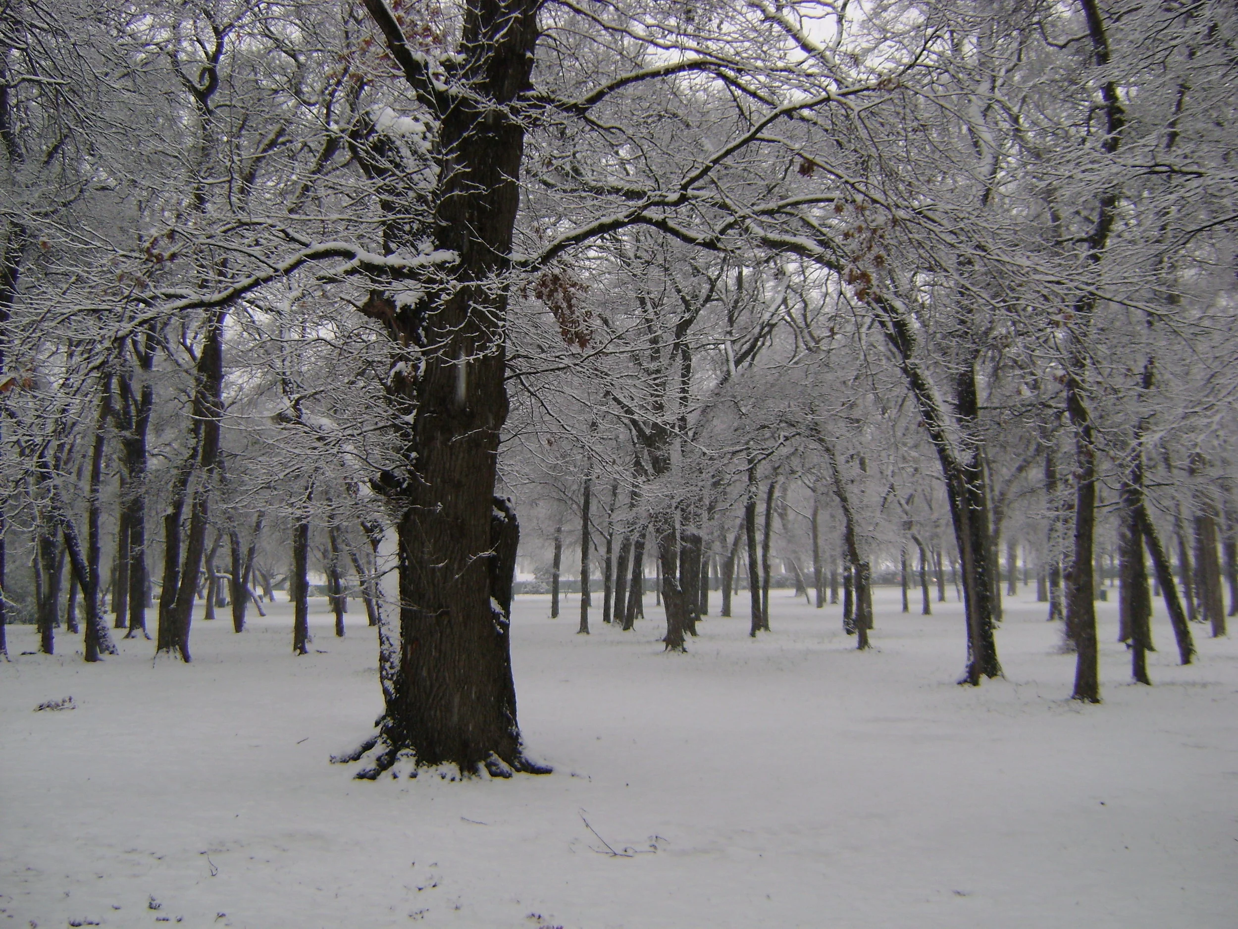 snow-day-0041.jpg
