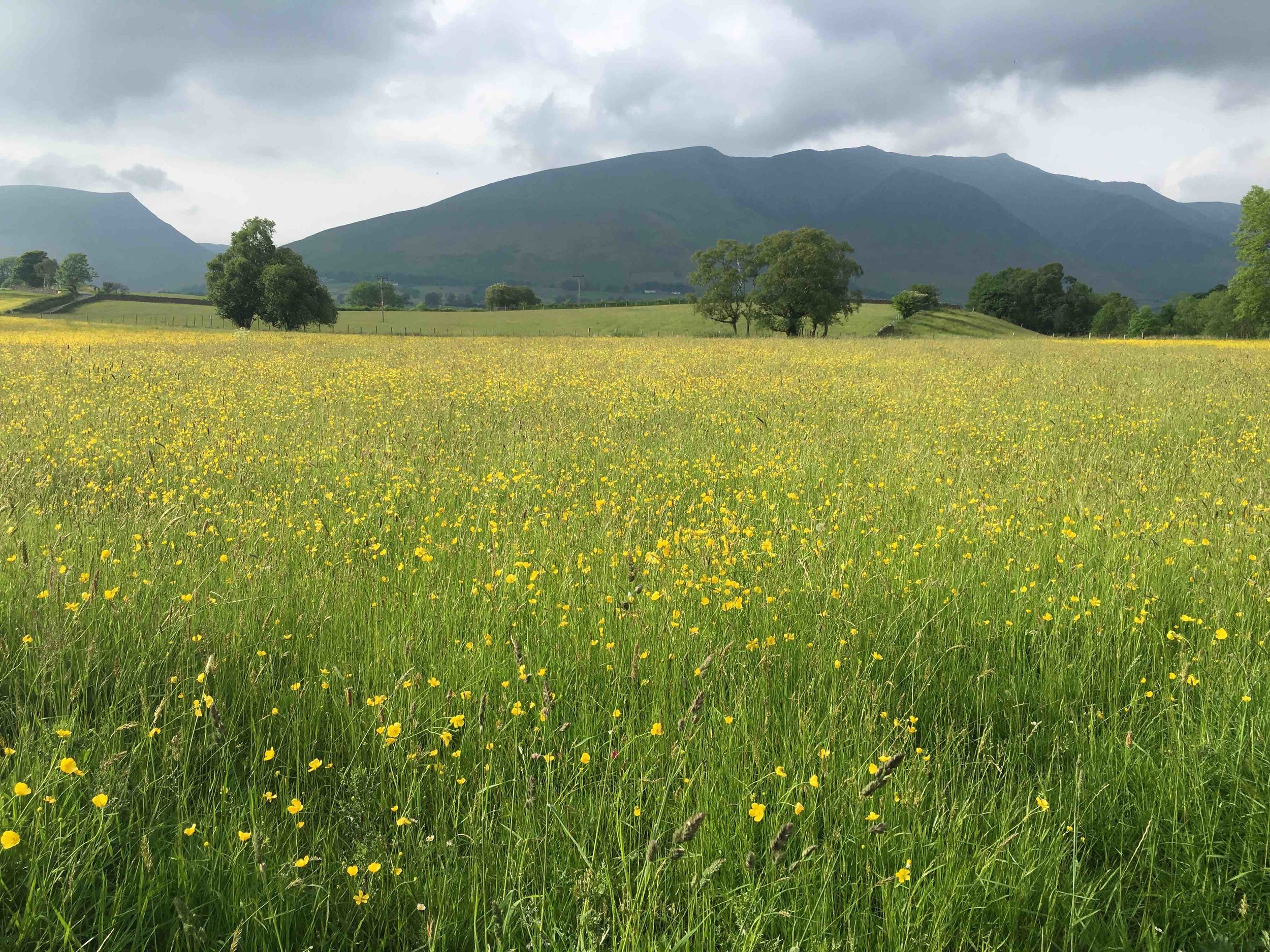 Flowers and Mountain.jpg