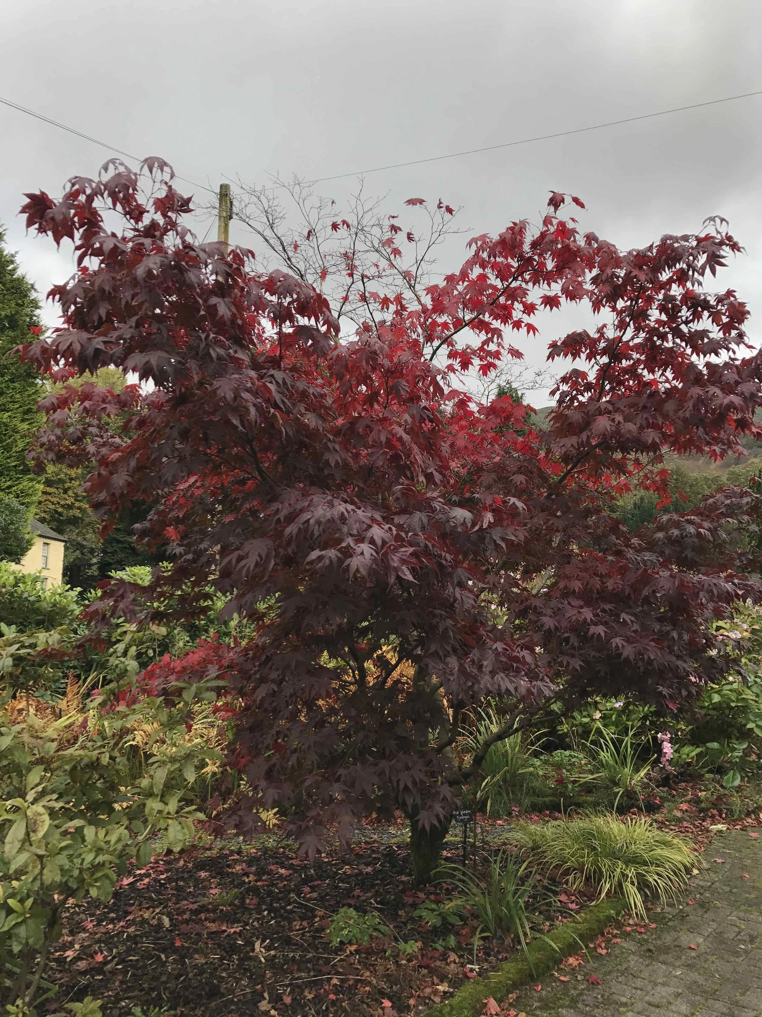 Autumn