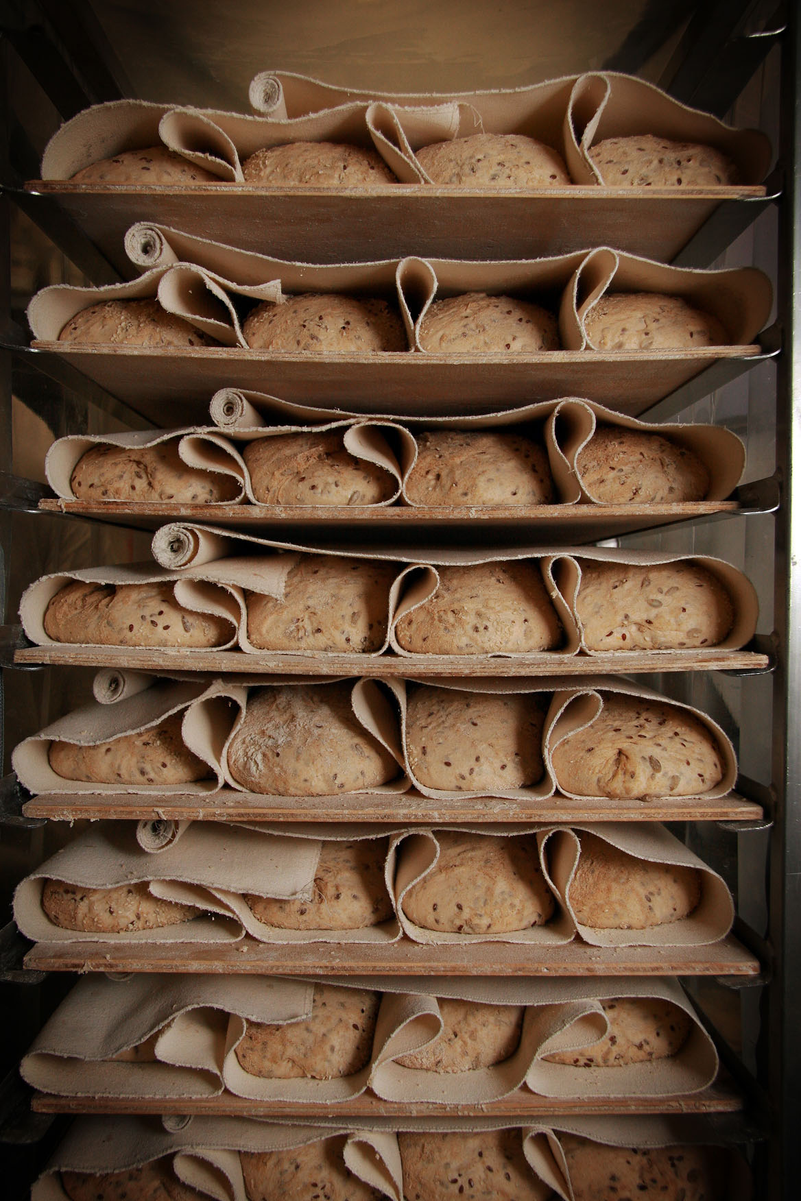 Grain Loaves proving