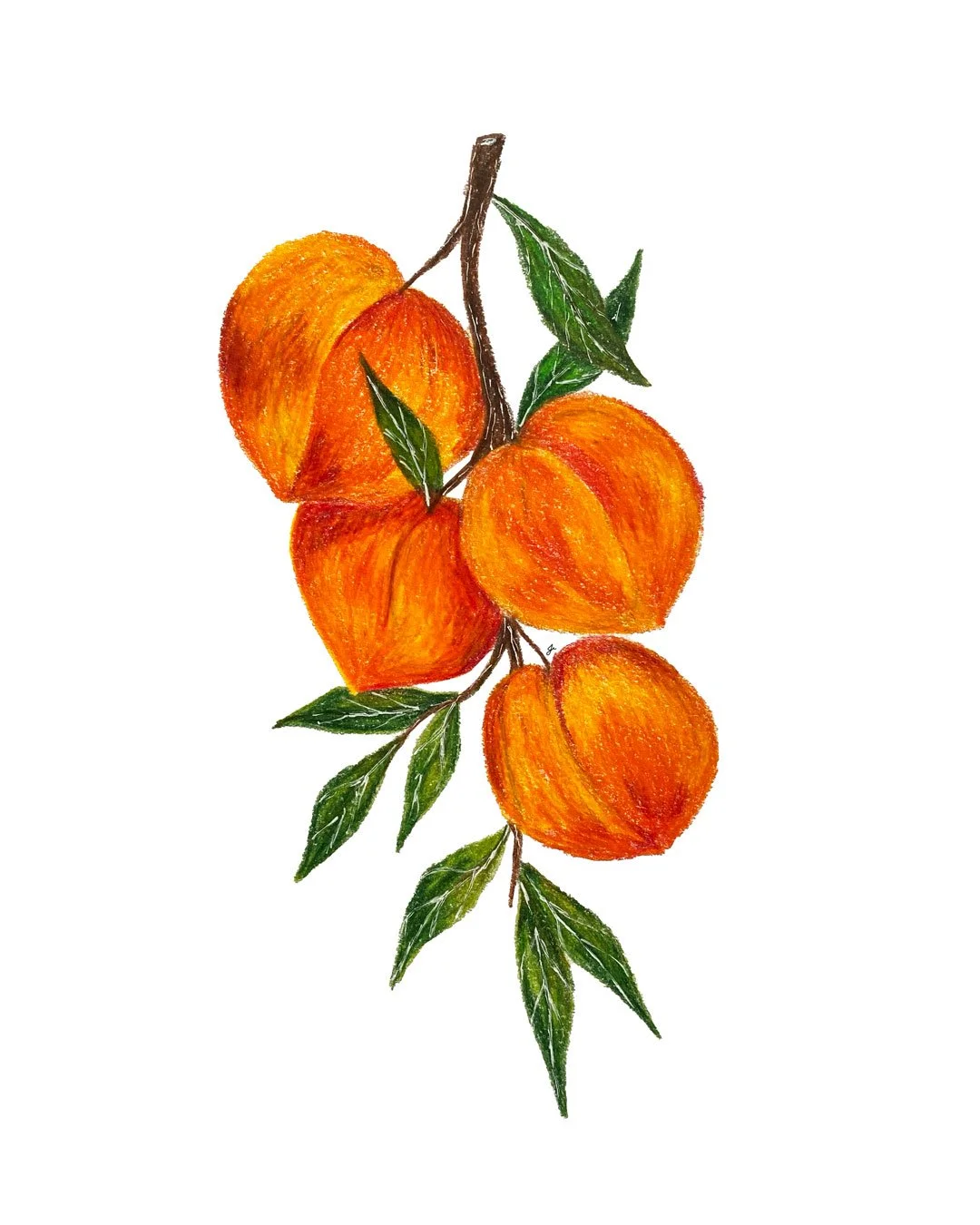 Peaches_2025.jpg