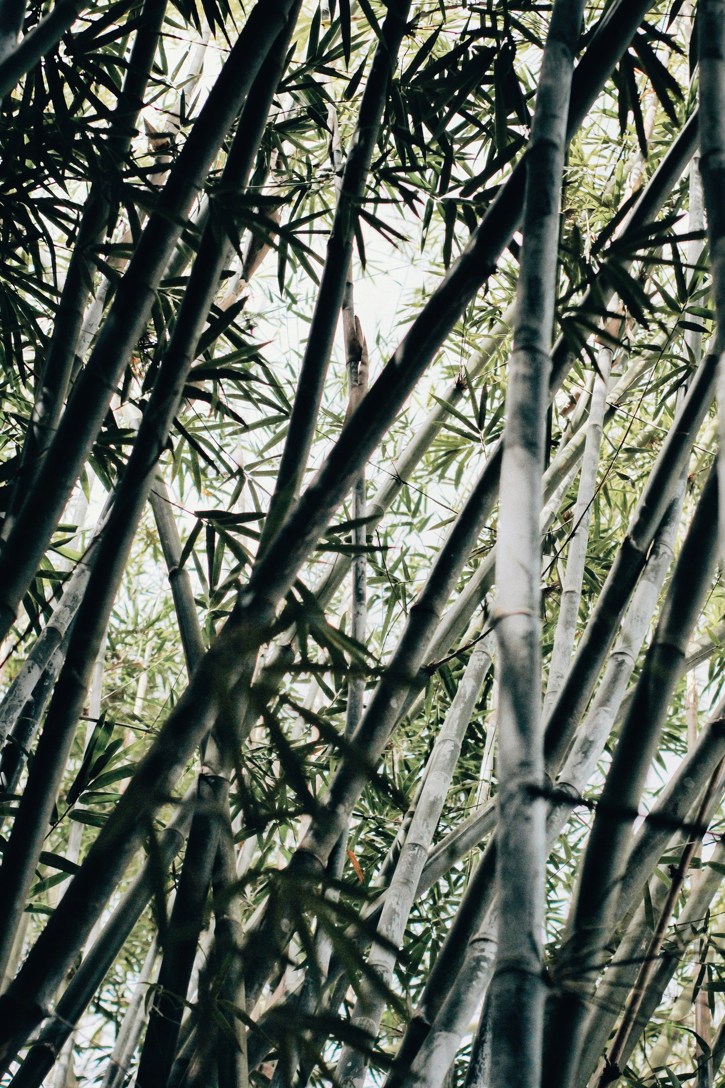bamboo-grass-plant-2534507.jpg