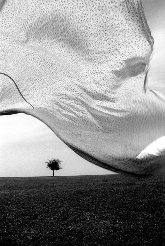 In Wind by Kourosh Adim
