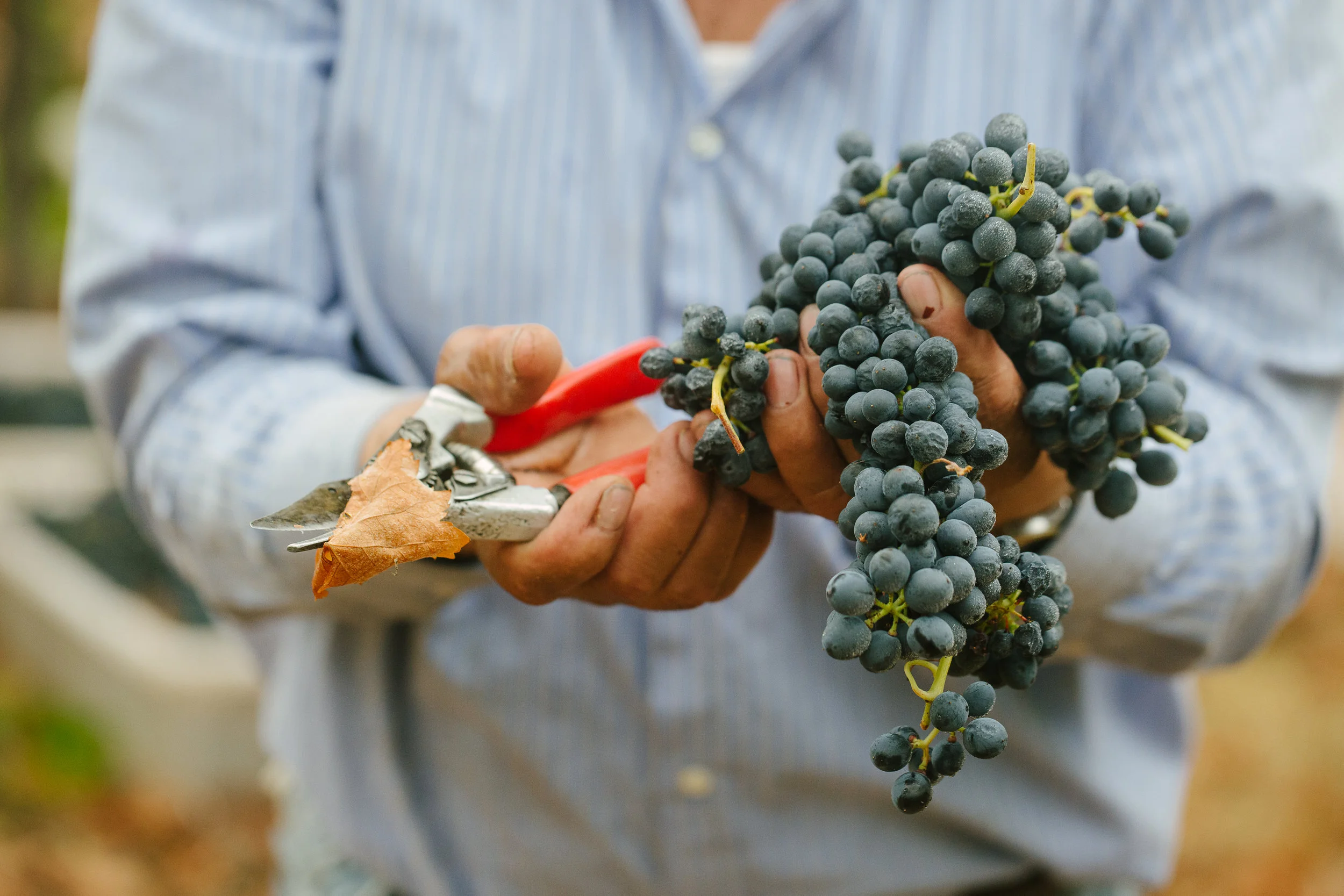 JGW_Harvest2016-3350.jpg
