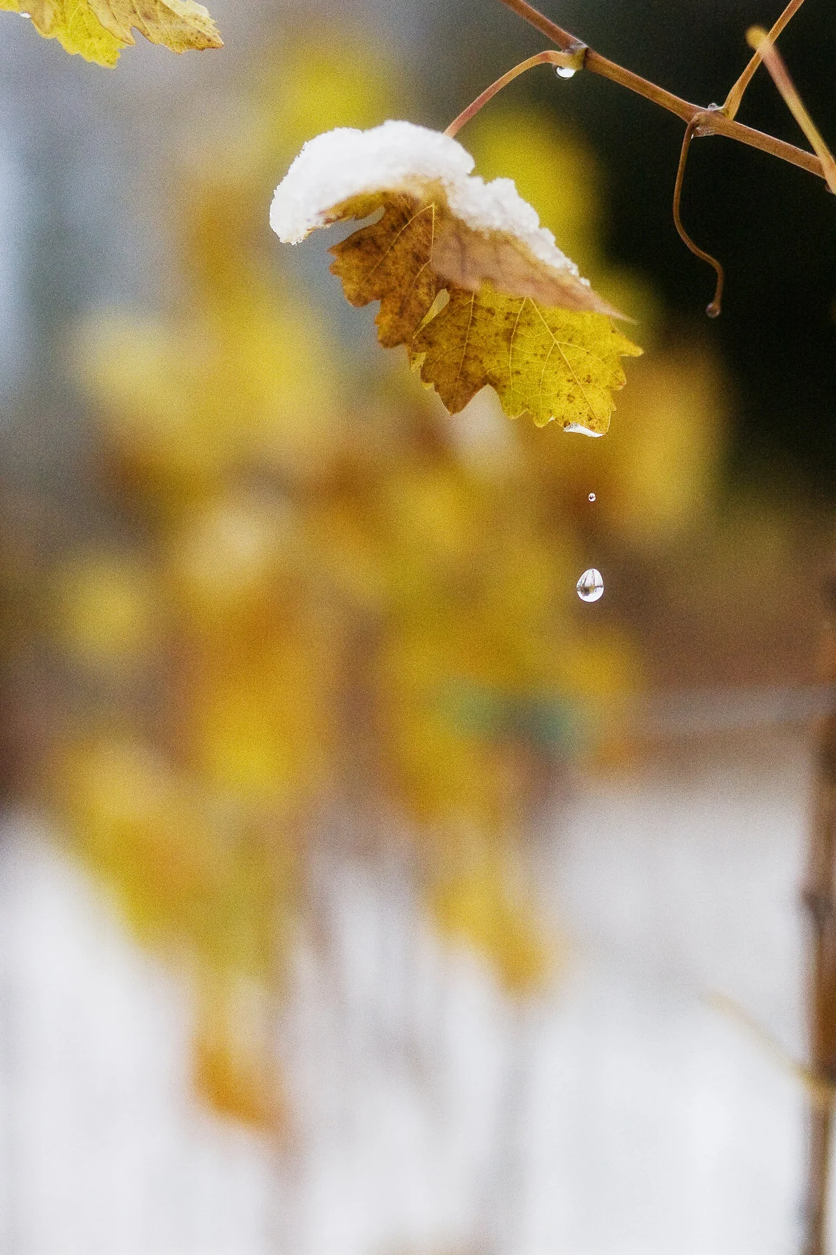 Winter_Snow-10-72.jpg