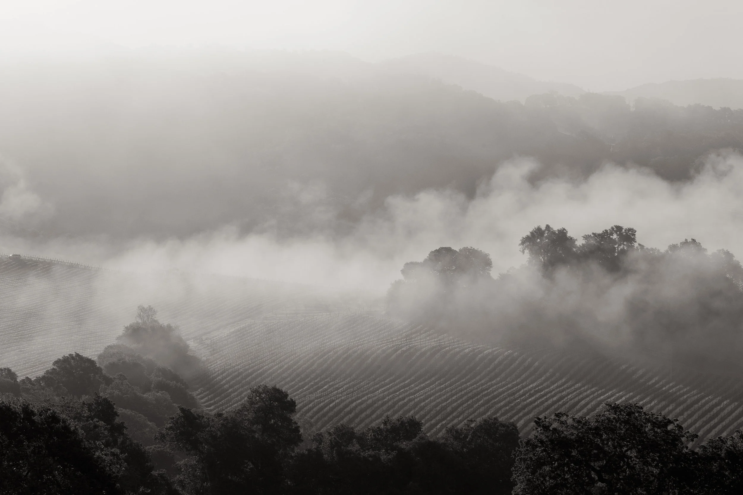 Stock_Vineyard-105-2.jpg