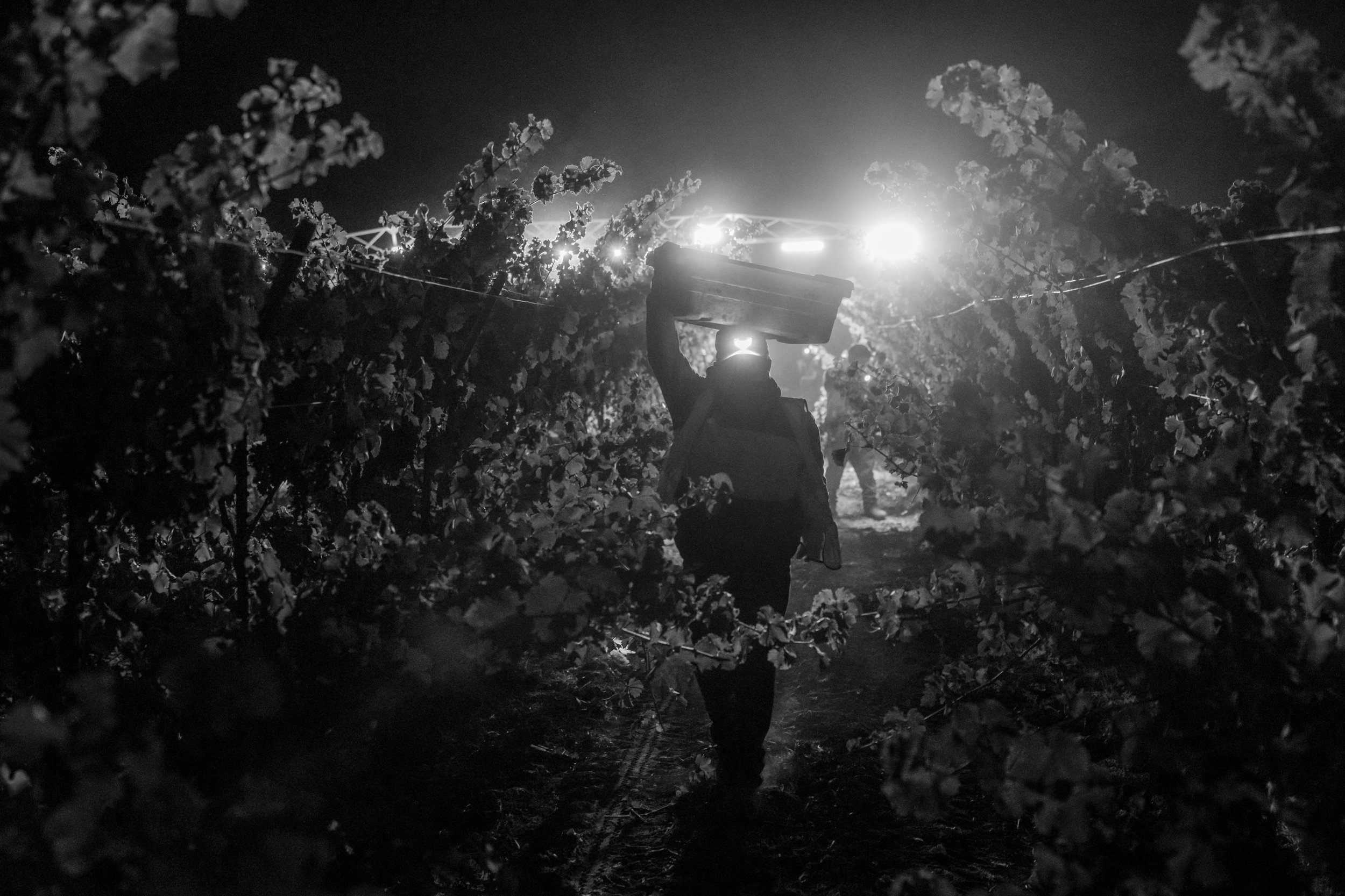 There&rsquo;s a rhythm to this valley. Every season asks something different of the land&hellip; and of the hands that work it. Harvest is the season that finally answers back. Harvest 2026.