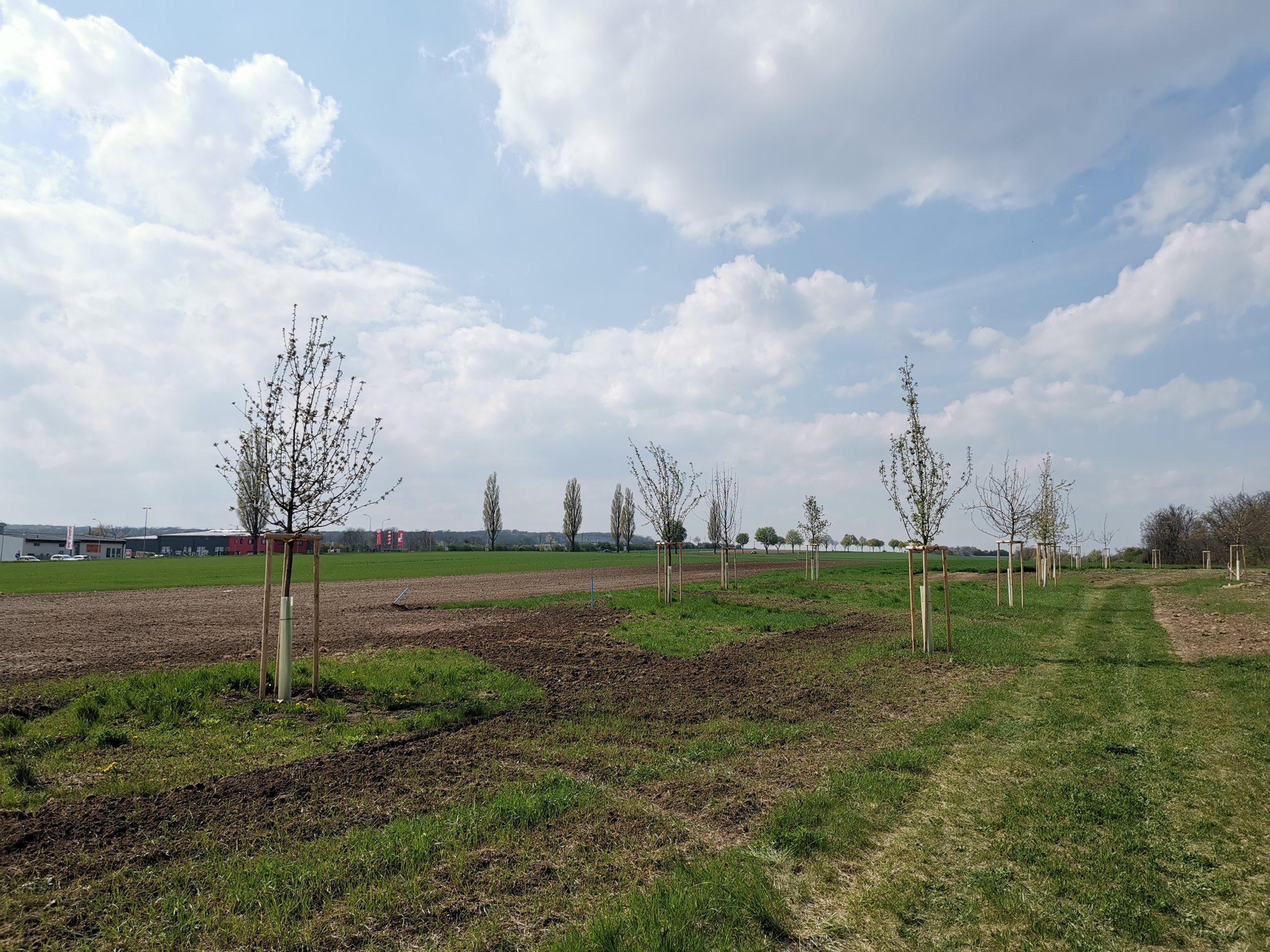 Baumpflanzungen &amp; Wegeherstellung - Projektgebiet S1 in Schwadorf