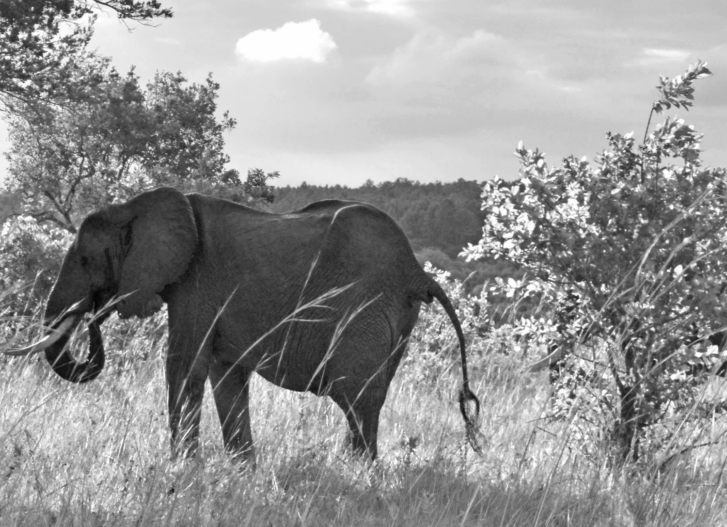 Elephants in the Shimba Hills