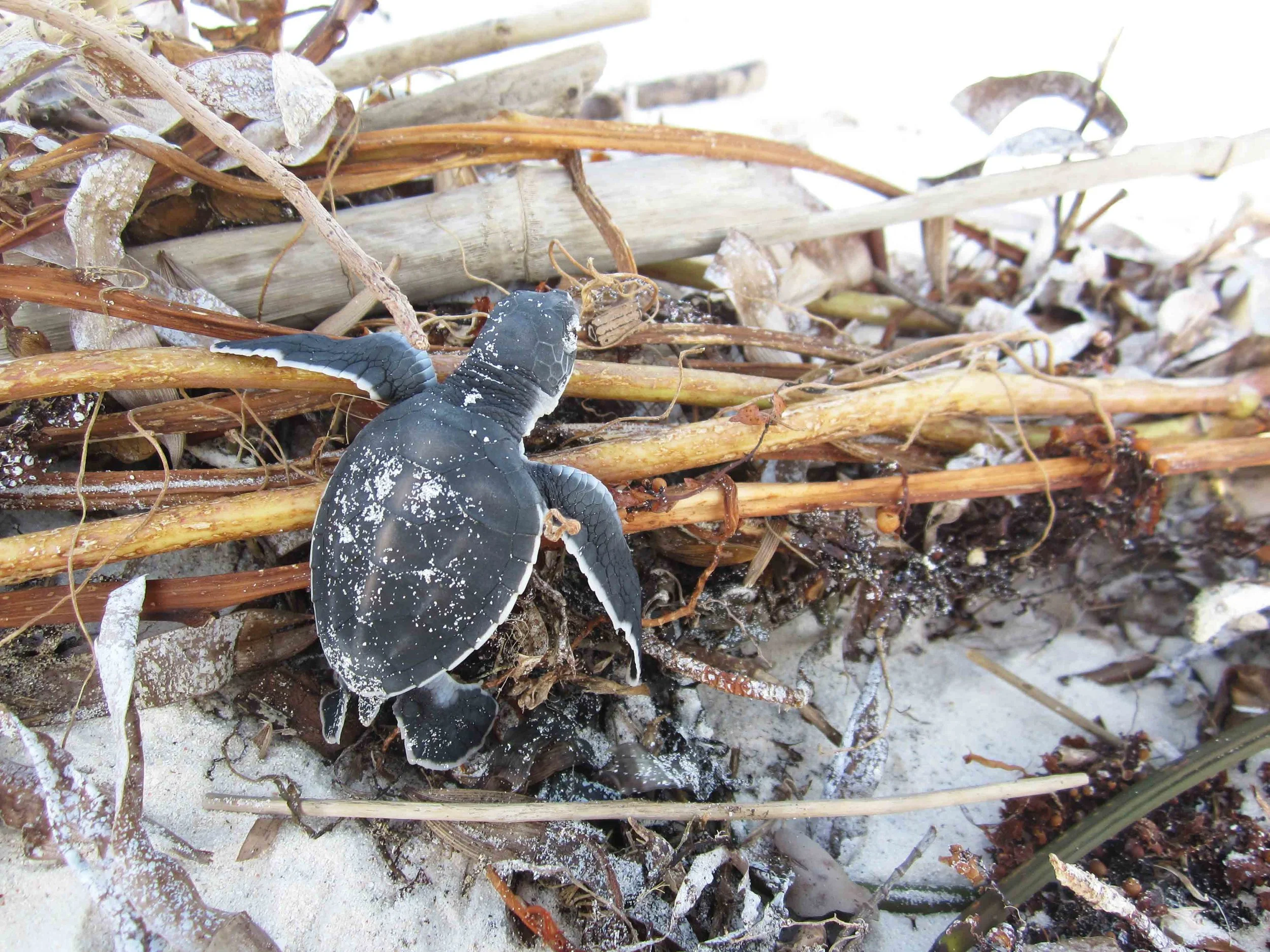 Newly hatched