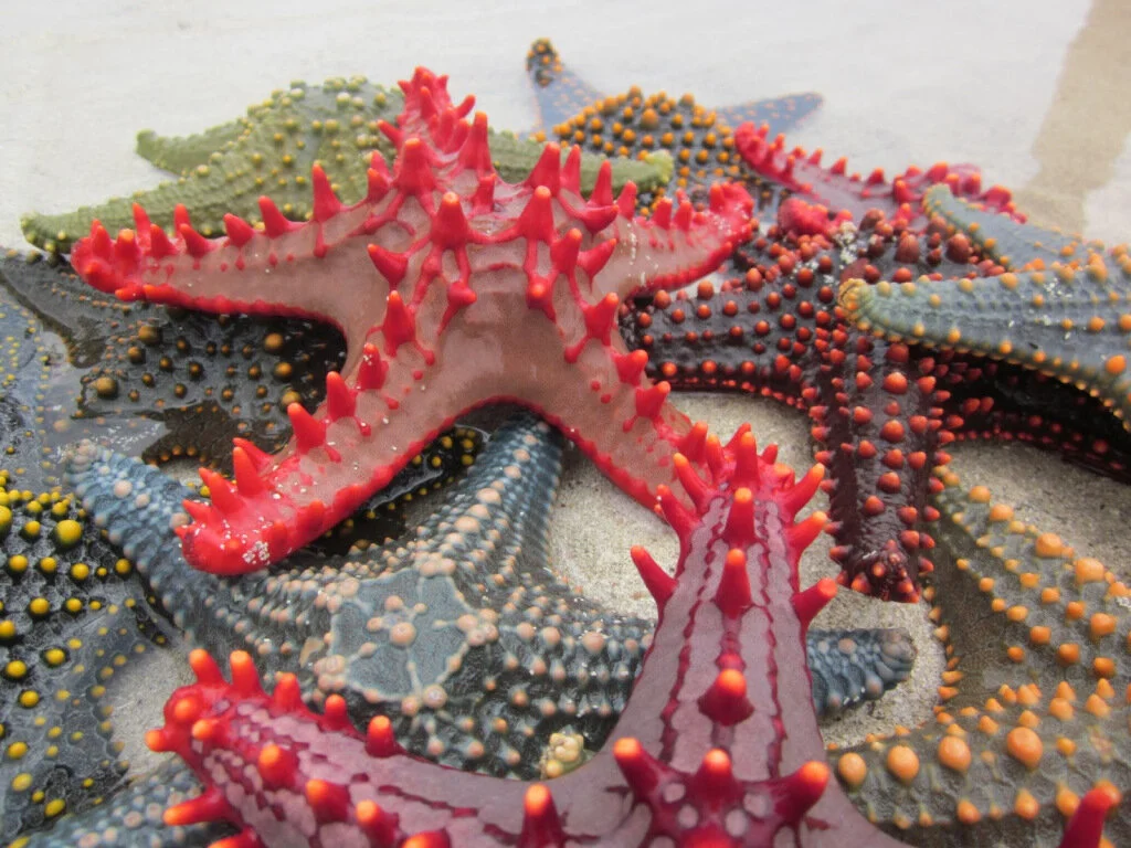 Sand Island’s Starfish Village, courtesy of Arun