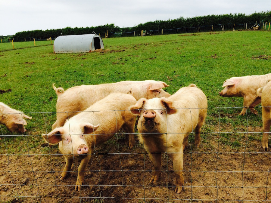 Slade Farm Pigs