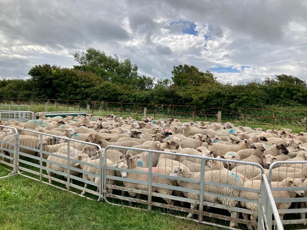 Weaned Lambs at Slade Farm 