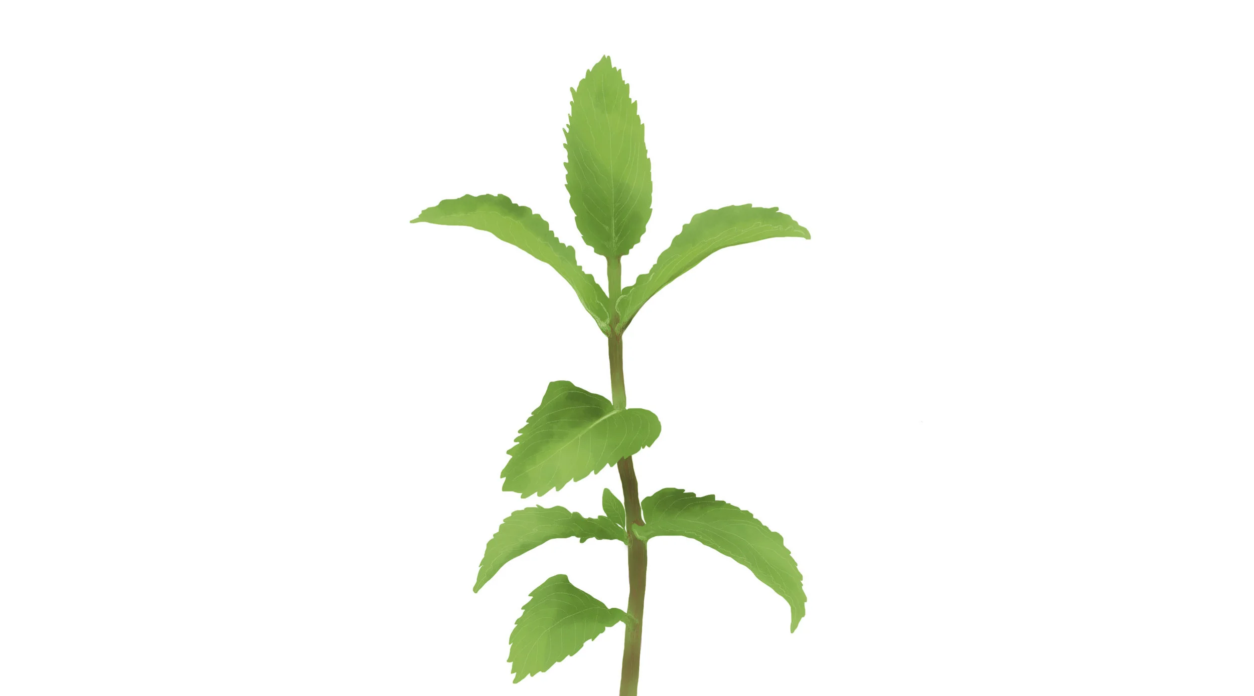 0A_mint-illustration.jpg