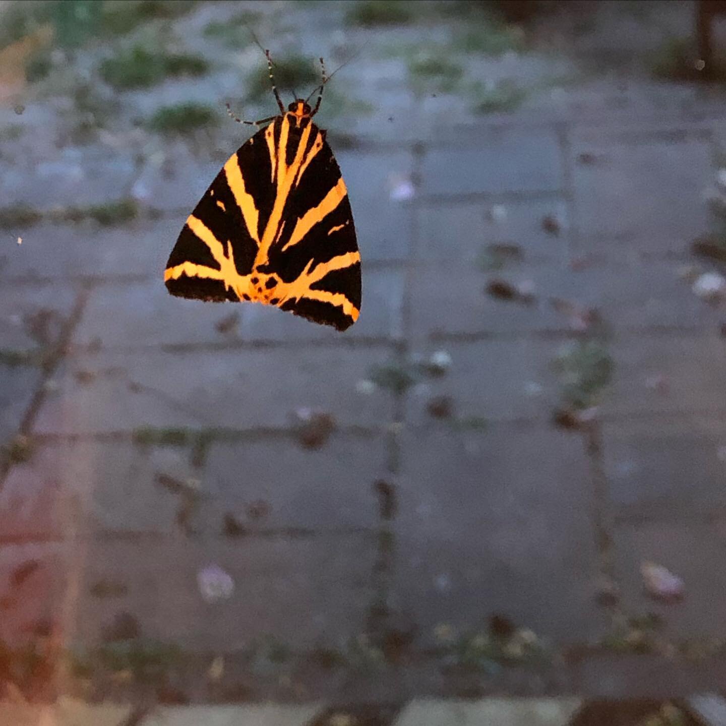 This one fluttered in last night and refused to leave. When I came back to check on her, she&rsquo;d stretched her wings out against the cool glass.