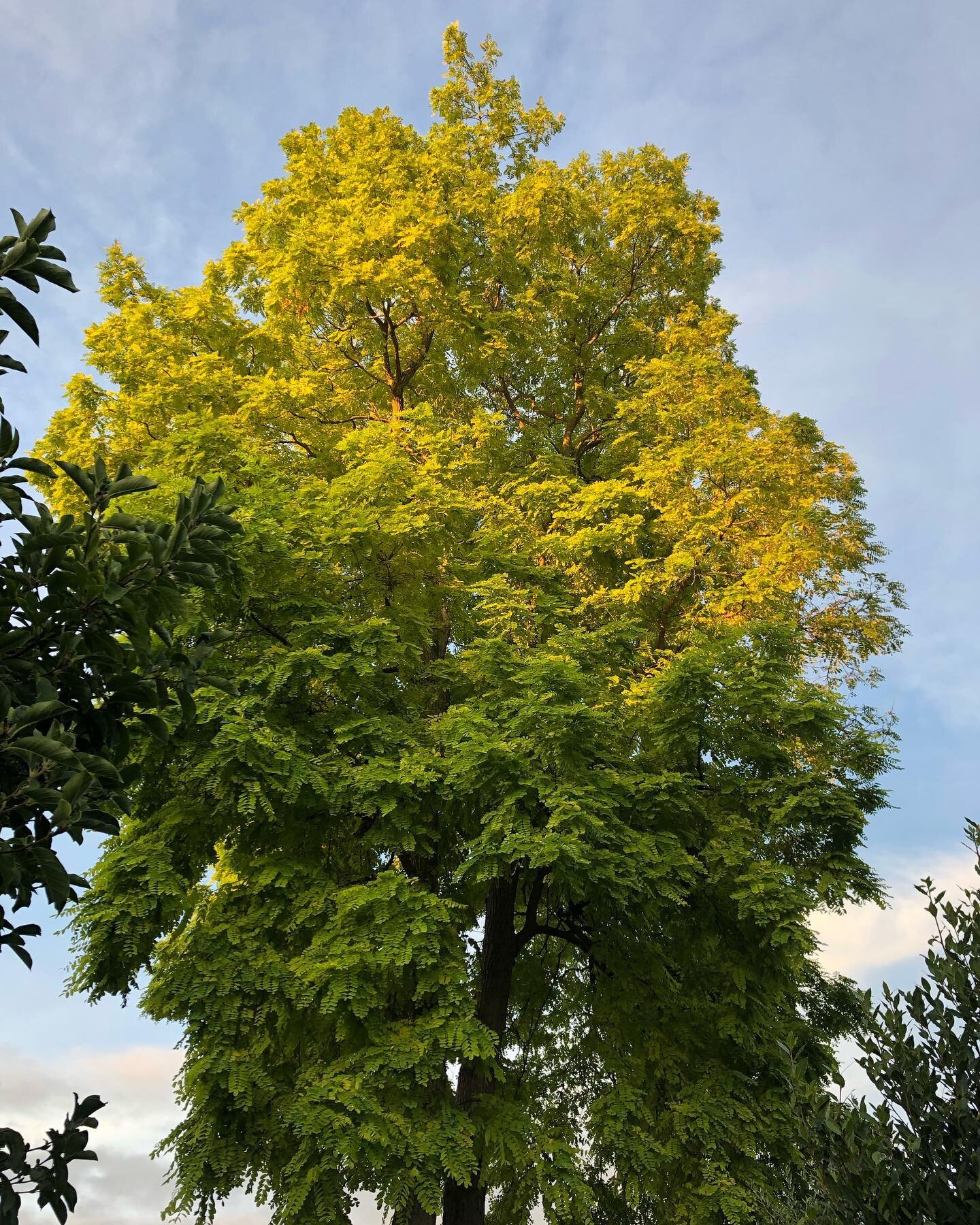 Two tone tree majesty.