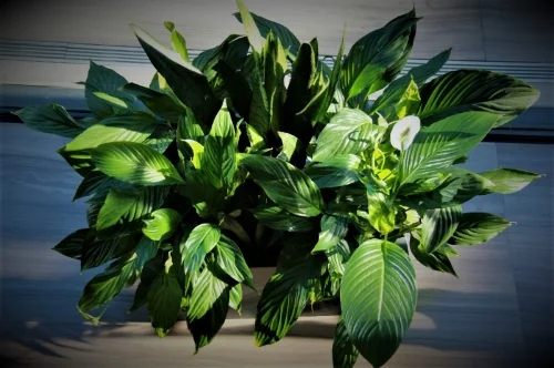 Peace Lilly Alicia.jpg
