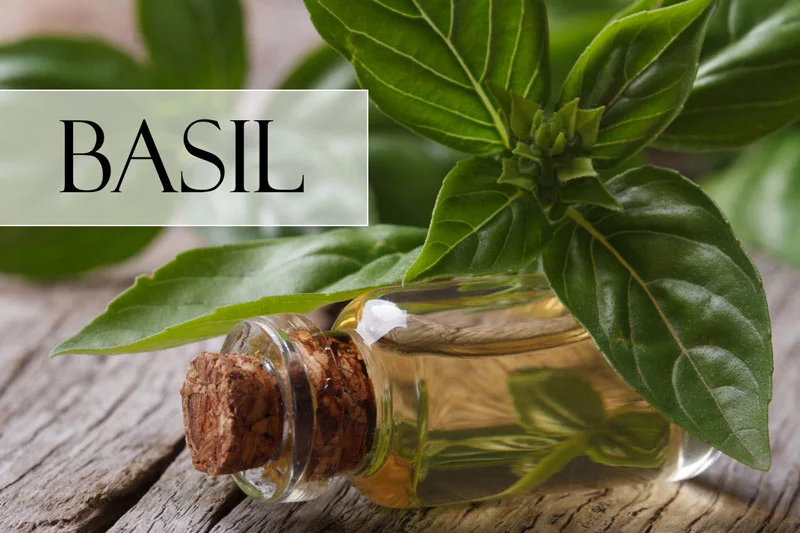 Basil essential oil dropper and basil plant