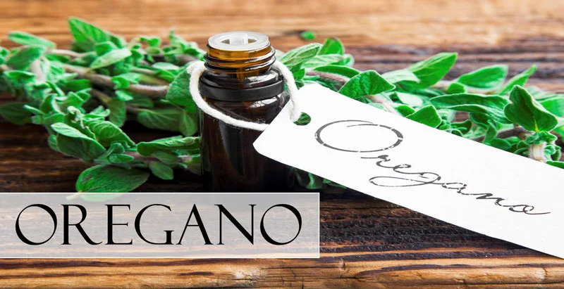 A vial of oregano essential oil with a gift label and a bunch of fresh oregano