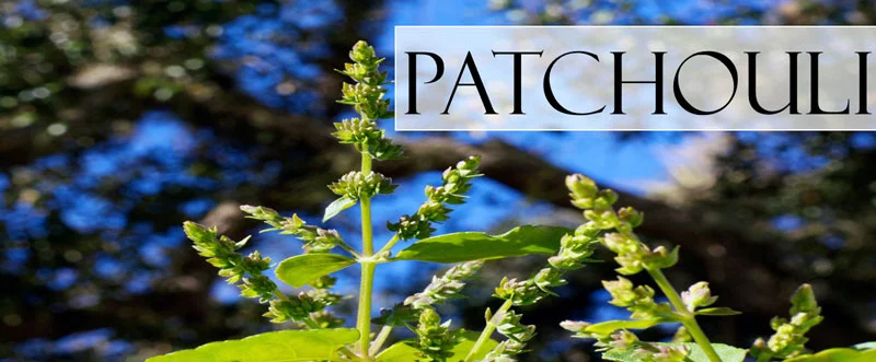 patchouli buds in the wild