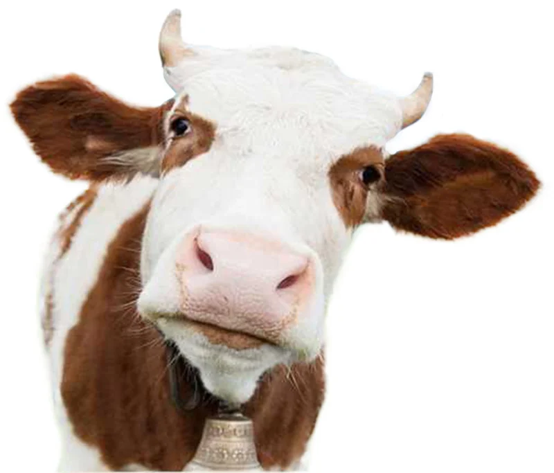 london nutritional therapist tracy tredoux investigates the risks and benefits of including dairy in your diet