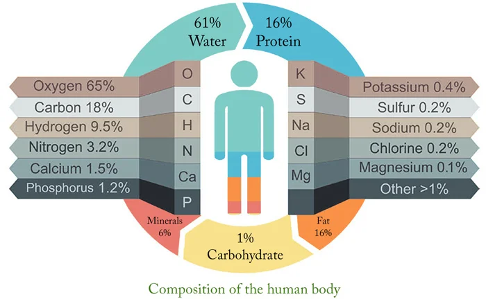 a diagram showing a breakdown of all the essential nutrients