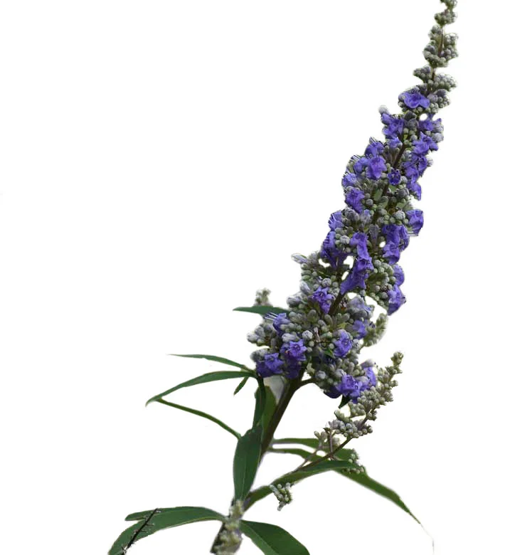 vitex berries in their unprocessed form