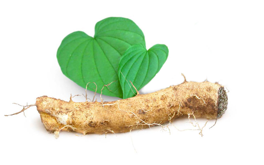 wild yam plant