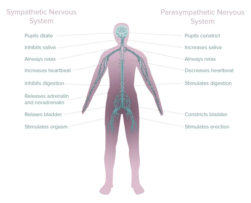 the autonomic nervous system is responsible for the symptoms of stress and relaxation