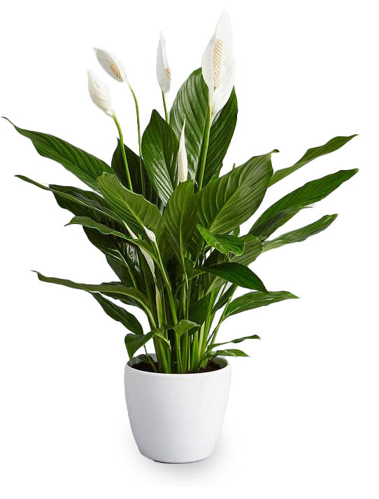 Detoxing Your Home with Plants  