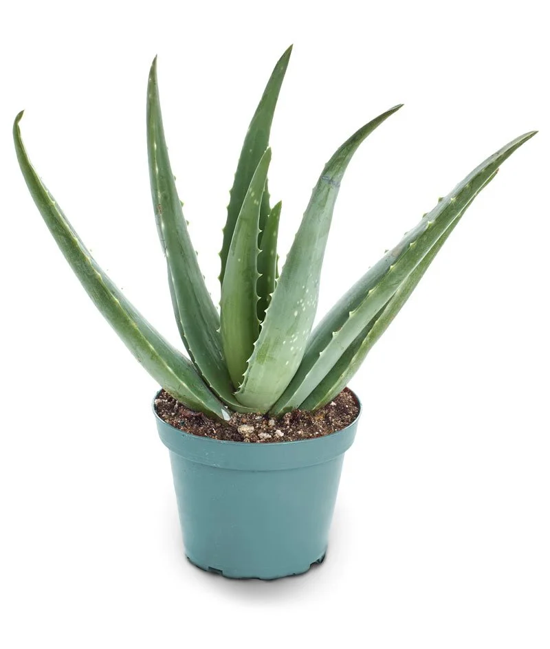 14 Ideas for Detoxing Your Home  