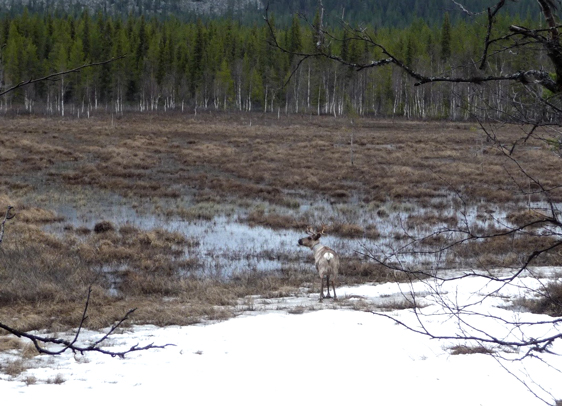 A reindeer on spring pastures . Photo: Alessia Ubon