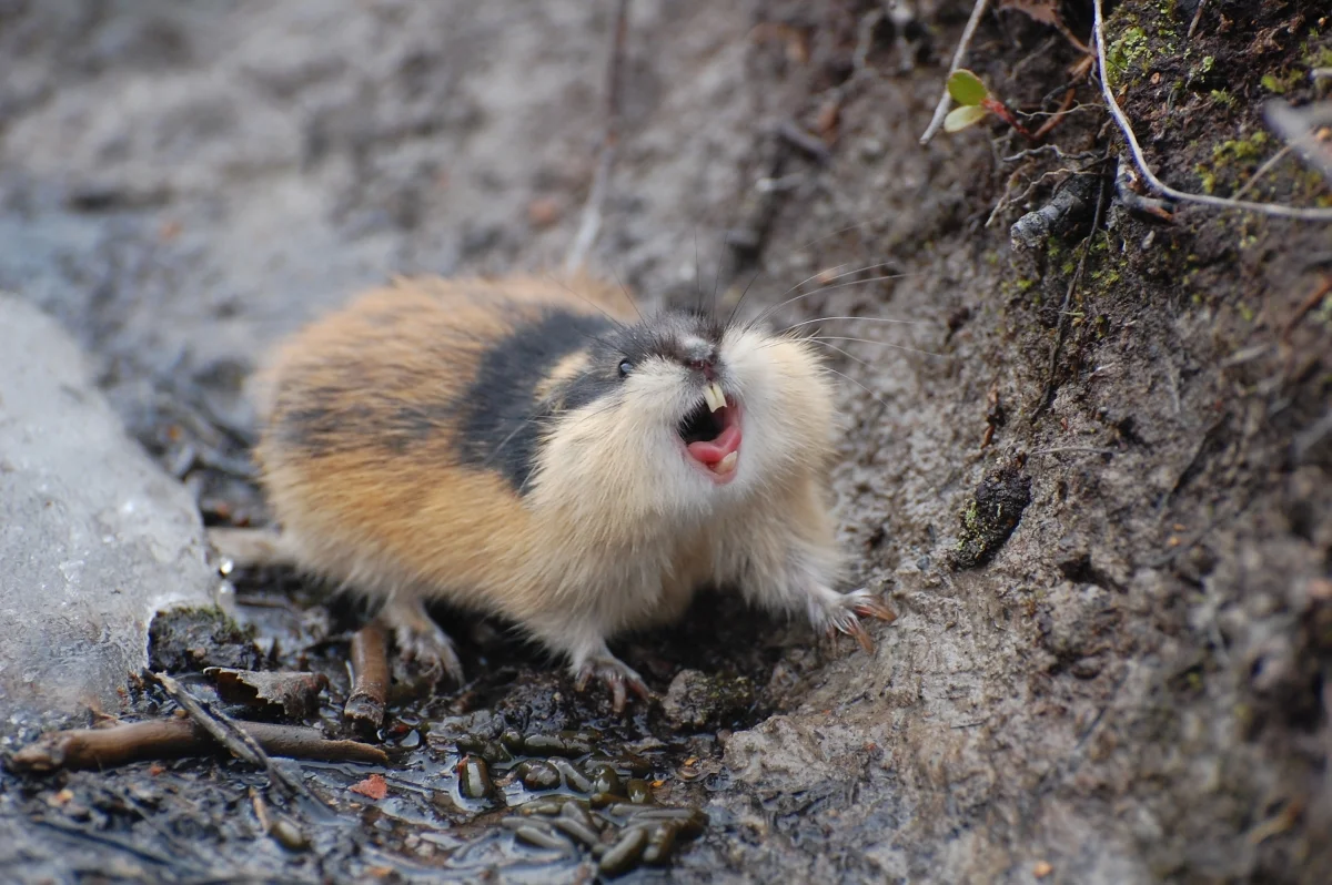 Effect of herbivory and climate on tundra vegetation — Climate Impacts