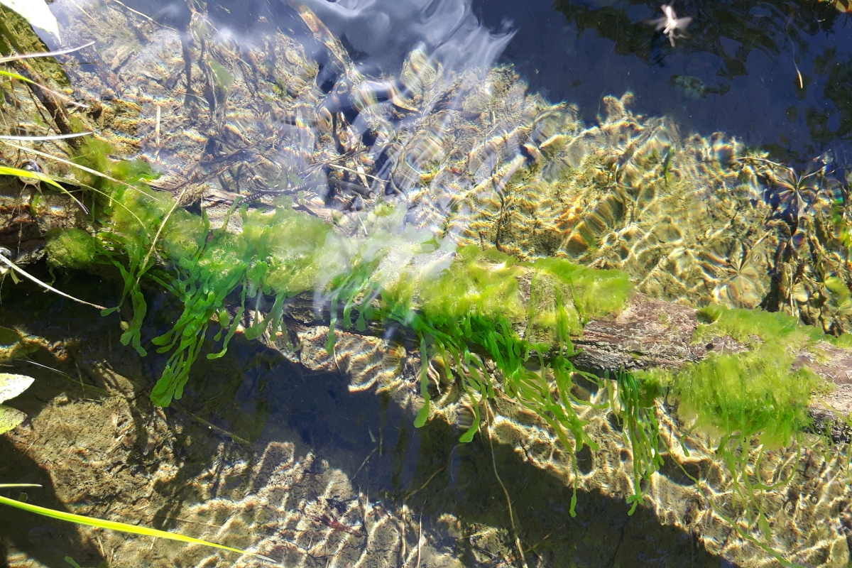 Stream Algae by Maria Myrstener 1200x800.jpg