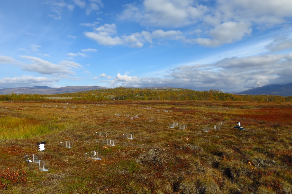 mesocosm experiment at Storflaket Koko Gavazov 1200x800.jpg