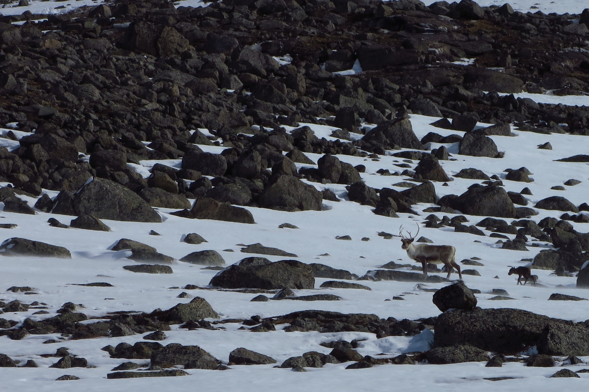 reindeer with calf Koko 2015.jpg