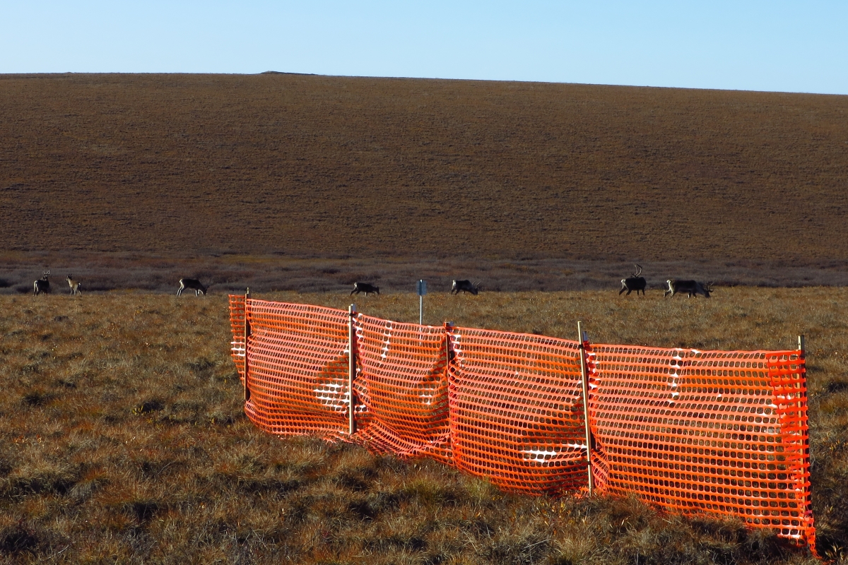 snowfence experiment Ice Cut Alaska Koko Gavazov 1200x800.jpg