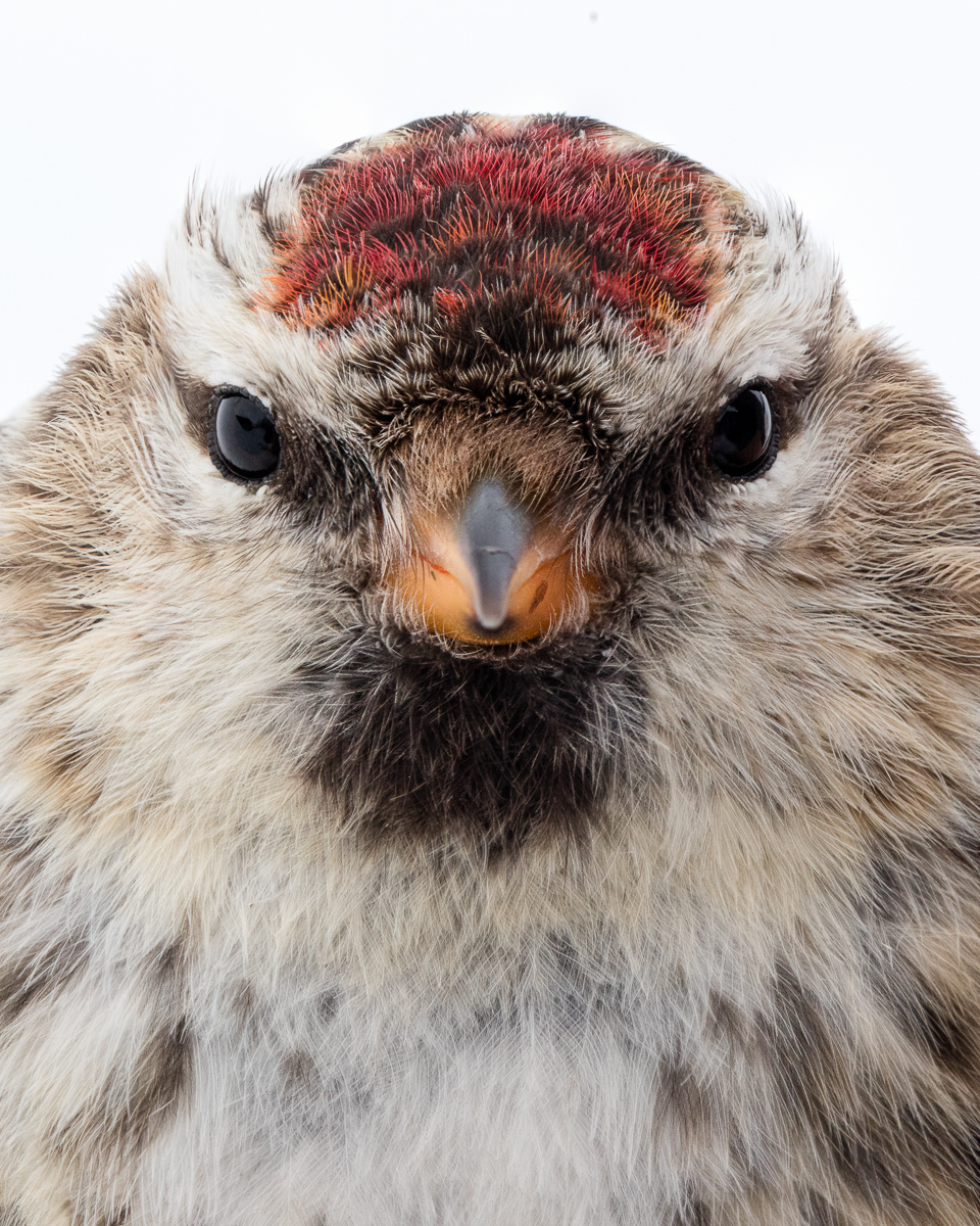 Redpoll taken by Oliver Wright.jpg