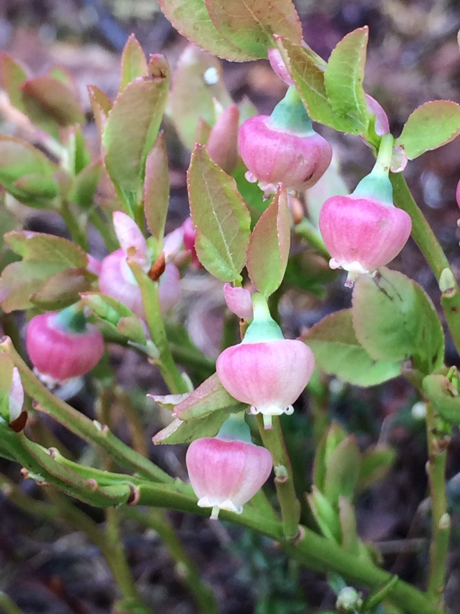 Vaccinium myrtilus 900x1200.jpg