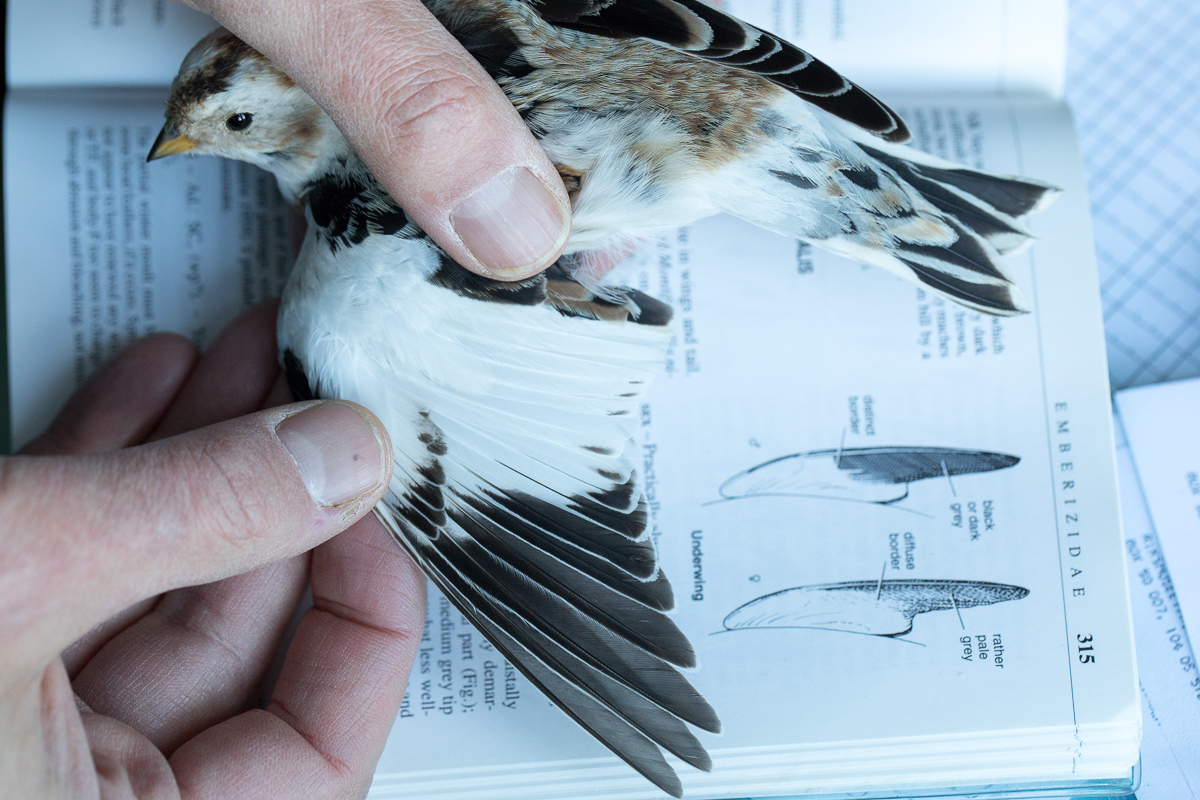 Ringing a snow bunting taken by Oliver Wright.jpg